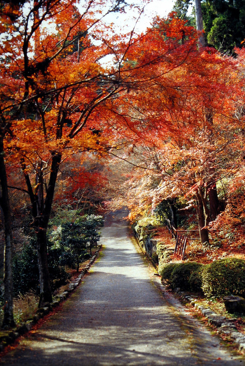 an unexpected view taken on 2013/11/27.Minolta XD, MD ROKKOR 50mm 1:1.4, Kodak ELITE CHROME 100By : 