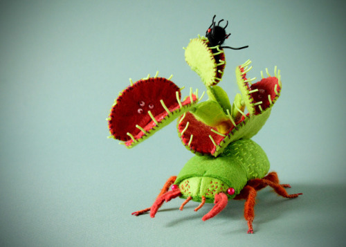 bughaze:88floors:Venus Anttrap Beetle by Hine Mizushima amazing mounted venus