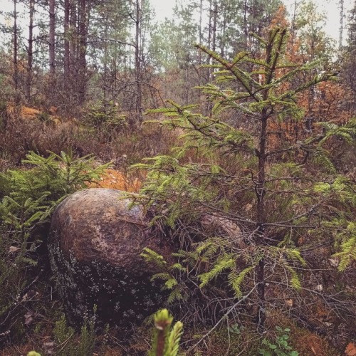 I always admire boulders found in the middle of the forest. It certainly wasn’t humans who put
