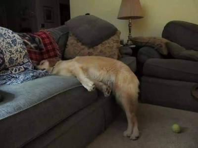 Sex itsagifnotagif:Dogs really do sleep like pictures