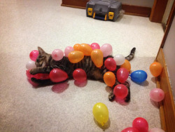 awwww-cute:  … and this is why we can’t have birthdays with a cat in the house (Source: http://ift.tt/1HOI67h)