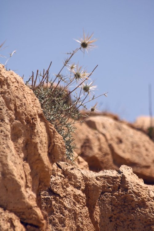 comoxphotography:Dry thistles, Wadi Qelt, Palestine.