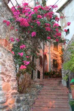 maya47000:  Bouganville di Ameglia, Liguria,