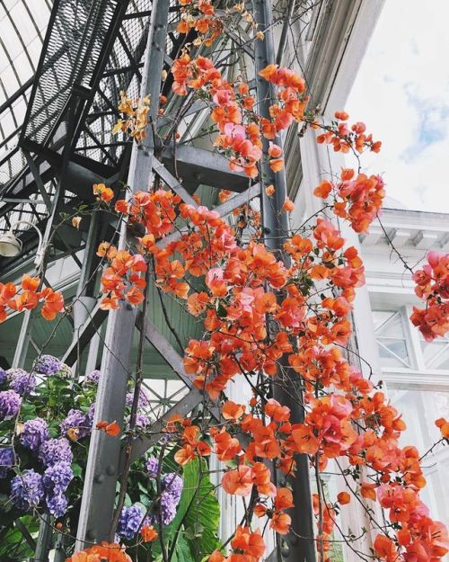 Looking up #beautiful #pretty #blooms #flowers #spring #toronto (à Allan Gardens Park and Conservato