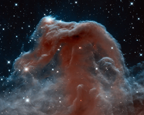 childrenofthisplanet: “The Horsehead Nebula” While drifting through the cosmos, a magnif