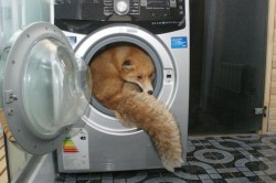 darylfranz: 【ぴったんこ】洗濯機にジャストフィットしたままくつろいでいるキツネさんを発見
