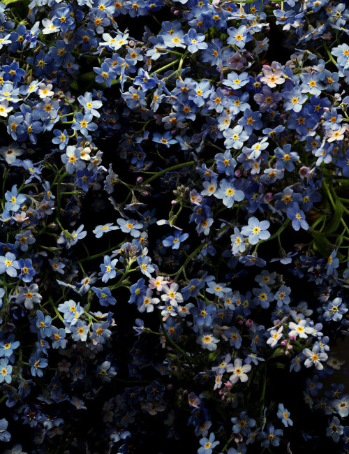 TRIFF MICH DORT WO DIE WILDBLUMEN WACHSEN