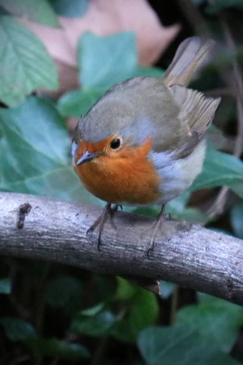 European Robin/rödhake. Holland Park, London.