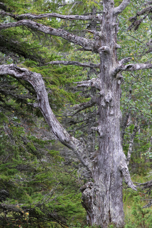 michaelnordeman:Koppången Nature Reserve, Dalarna, Sweden.