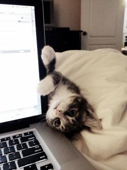 Cat :3 on We Heart It - http://weheartit.com/entry/54286839/via/LaraCoiimbra