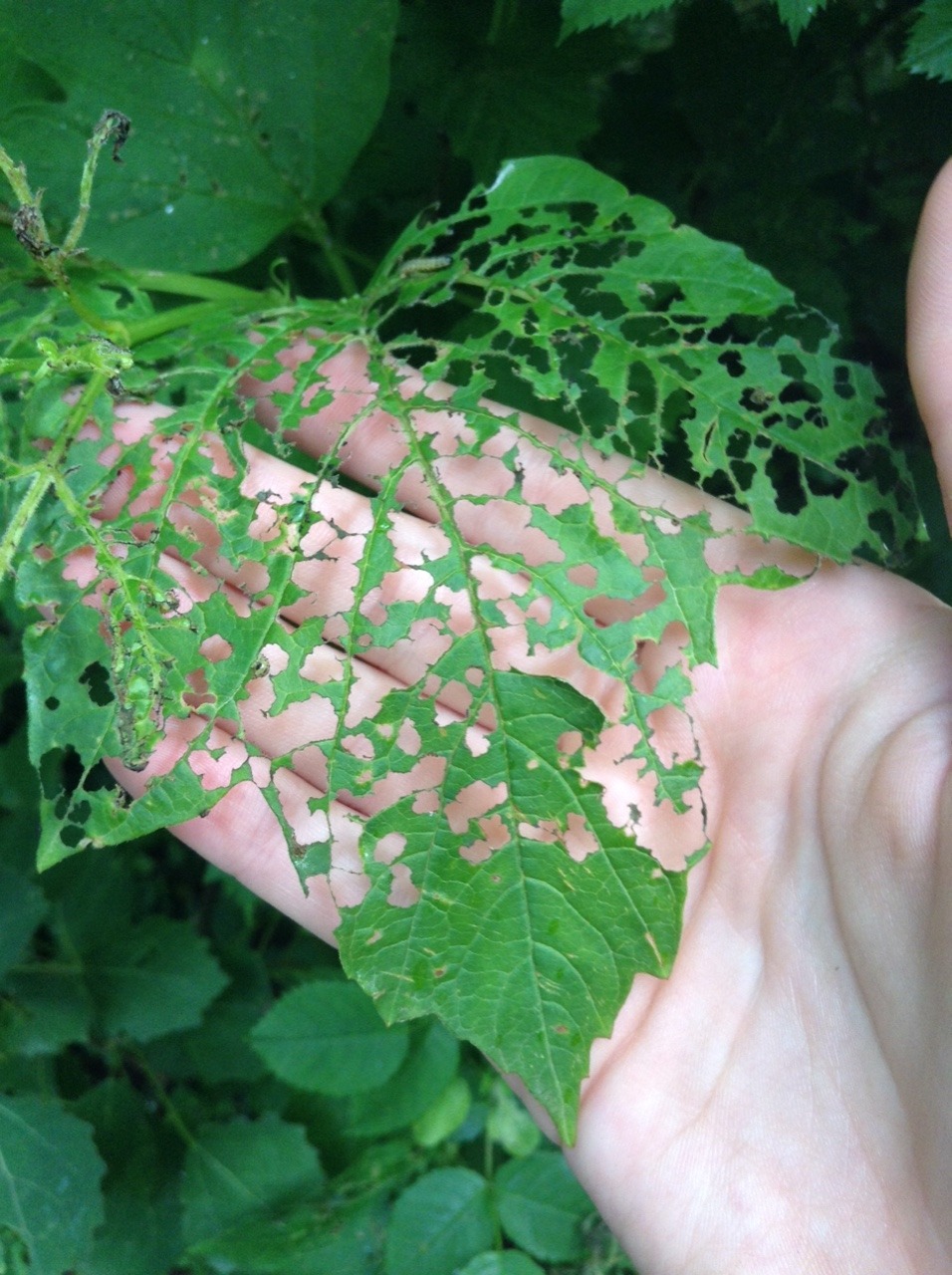 peace-love-and-paper-planes:  a caterpillar feast 