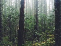 justapplyyourself:Rock of Ages Trail. Cascade Locks, Oregon.