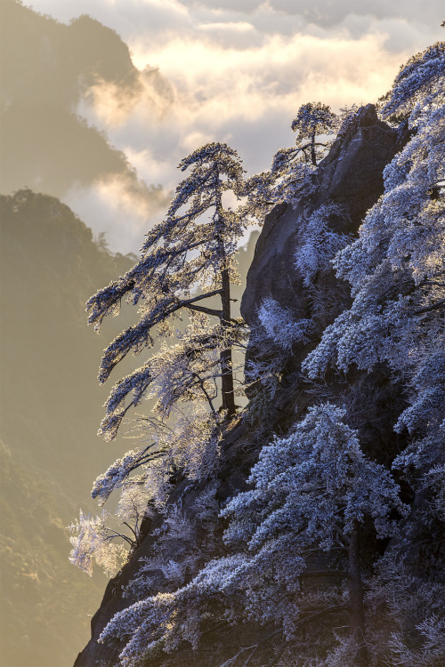   Huangshan frost by Tudorica Alexandru