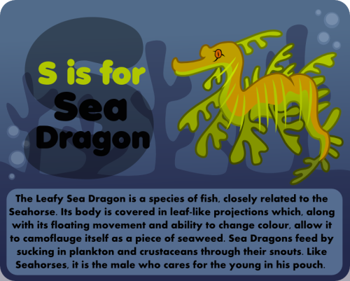 S is for (Leafy) Sea Dragon