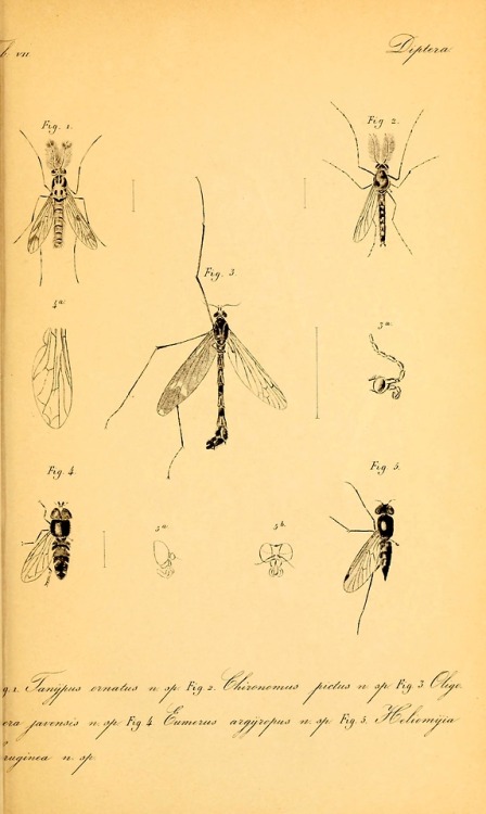 wapiti3: Diptera of the Dutch East Indies and related subjects By Croockewit, Johan Hendrik, 1823-18
