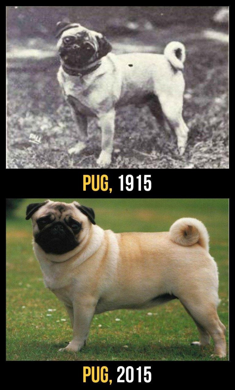 finofilipino:  El precio que tiene que pagar los perros de raza. 10 perros de raza