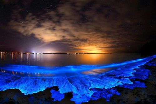 nubbsgalore:  the bioluminescent noctiluca scintillans — an algae known otherwise as sea sparkle — of australia’s jervis bay. photos by (click pic) andy hutchinson, joanne paquette and naomi paquette. see also: more bioluminescence posts) 