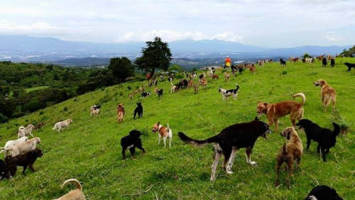 bobbycaputo:    Over 900 Rescued Dogs Roam Freely on Costa Rica’s “Land of the Strays” If anyone is looking for me, you know where to find me 