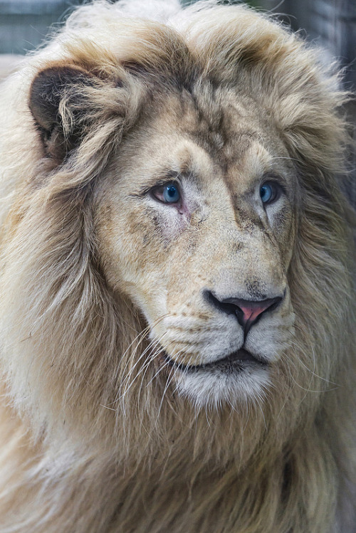 waasabi:  Nice portrait of Jambo by Tambako the Jaguar 
