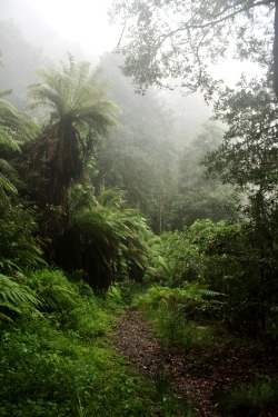 Zoe-Rh:  Barrington Tops, Nsw, Australia