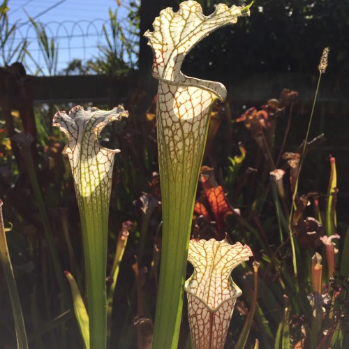 Known for its gorgeous, luminescent, white pitchers, Sarracenia leucophylla sends up its most awe in