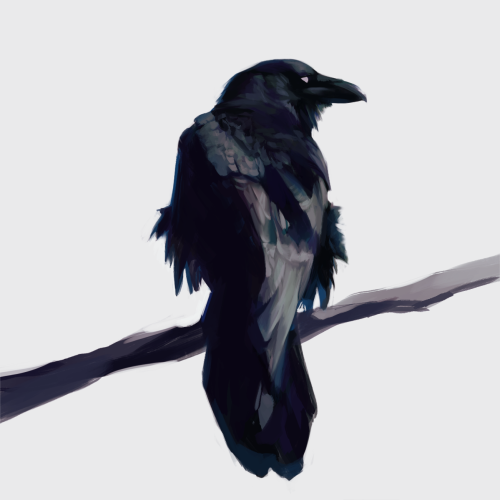 chalabrun:ghostssmoke:Corvid studies   @abz-j-harding