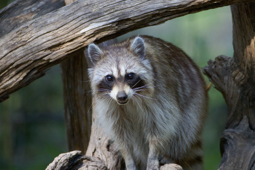 Racoon (Procyon lotor), Kimble County, Texas.