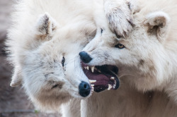 drxgonfly:  Wolves (by Ernst Scharfetter)