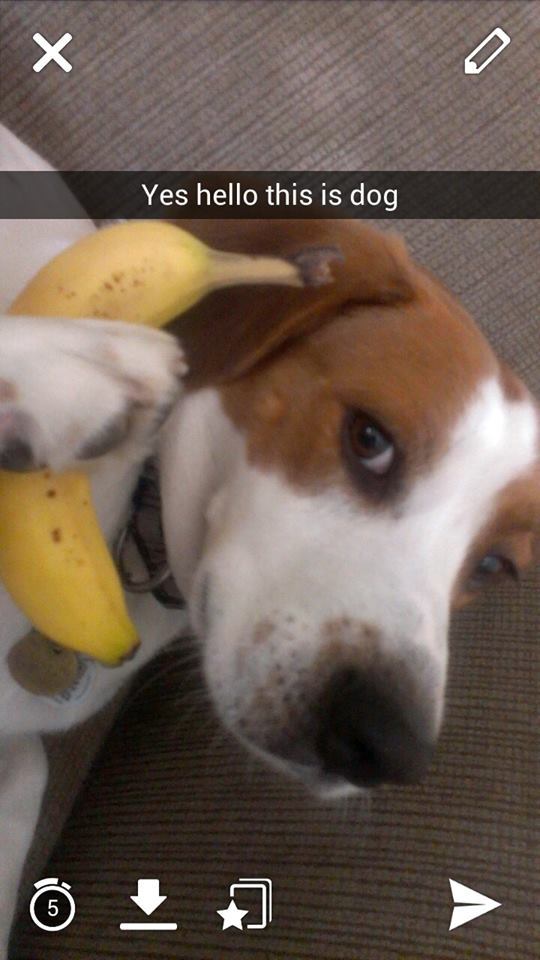 lolfactory:  yes, this is dog. - lol tumblr