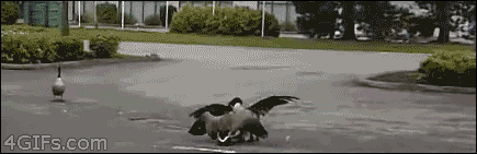 4gifs:  Fowl play  Fuuhhhh!!!