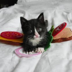 catsbeaversandducks:  Kitten Sandwiches!By