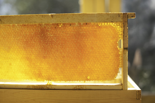 This Was The First Time I Tried The Honey From The Hive, Having Smelt It On And Off For The Past Two