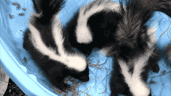 Gifsboom:  Young Skunks. [Video] [Wildcarebayarea] 