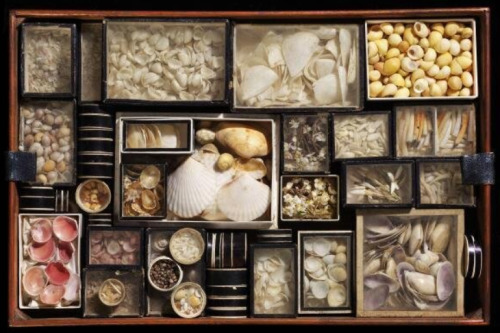 Box of shells and shellwork, circa 1800. 