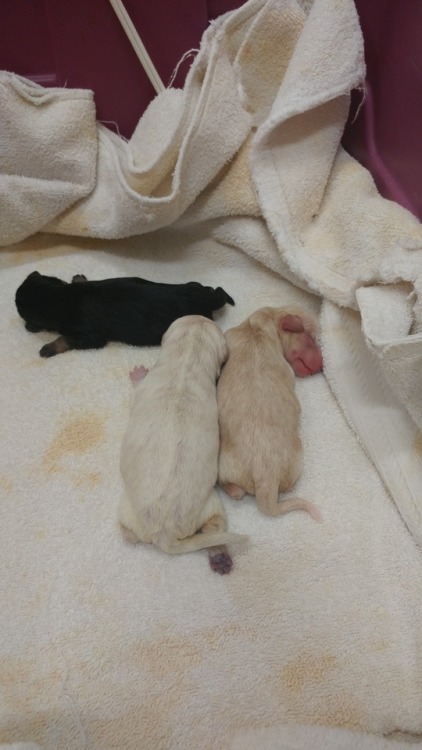 My dog had 3 beautiful puppies last night! It was a long night and I didn’t get to bed till 5: