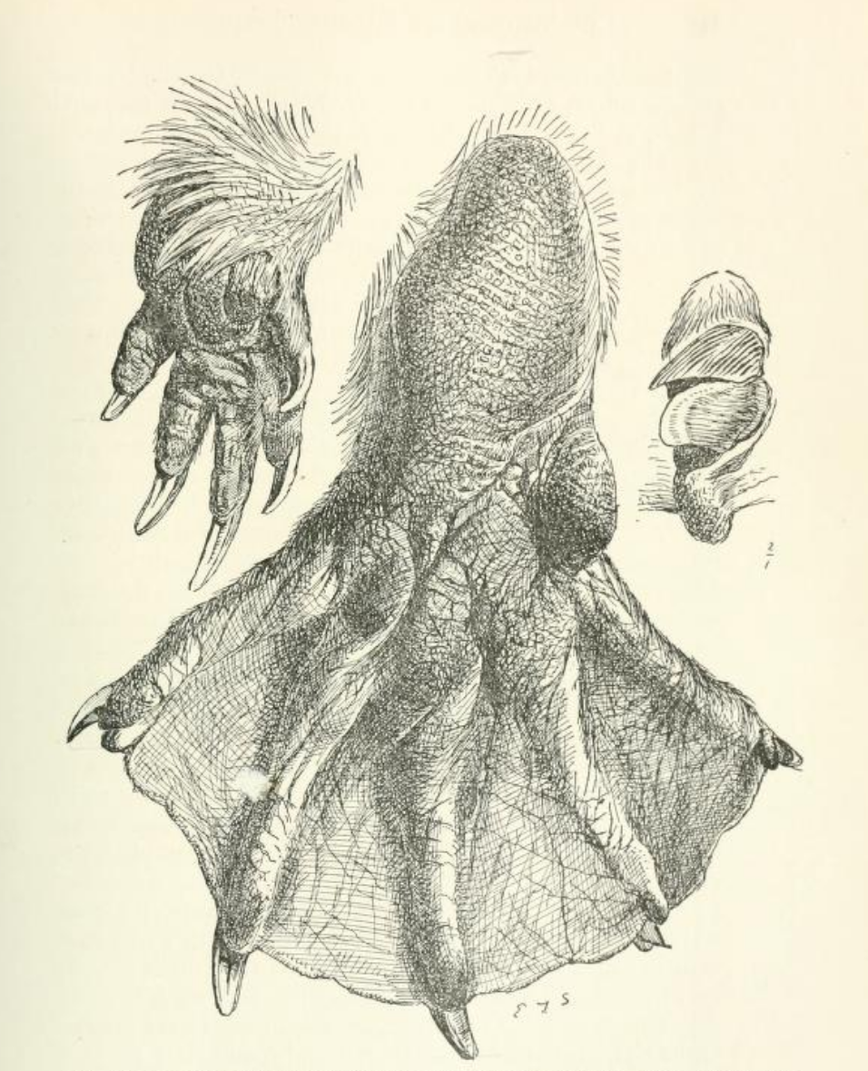 nemfrog:“Feet of adult male beaver.” Life-histories of northern animals : an