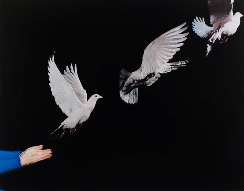 likeafieldmouse:  Harold Edgerton - Pigeons Released (1965)