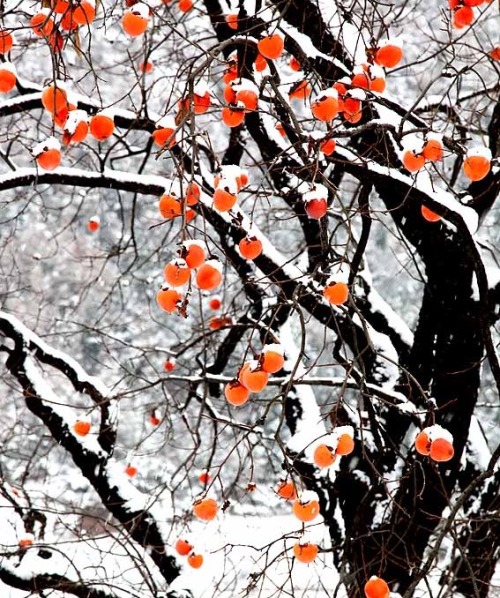 changan-moon:Persimmon trees in winter snow, an imagery of the 17th twenty-four solar term 霜降shuangj