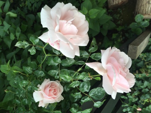 kryptum: Spending time with neoun and taking pics of roses in my garden 28.5.2015