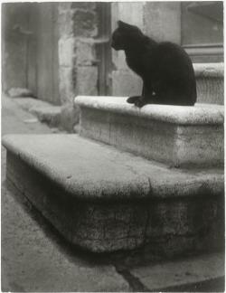 fewthistle:  Le Chat Noir. 1945. Photographer: