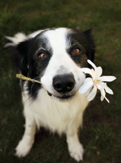 megpricephotography:  Collie-flower. 