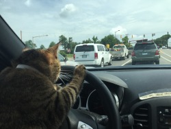 fuckyeahfelines:  Everett driving around