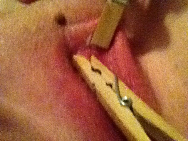 spankedbottom:  So sorry it’s such a blurry picture, but the pin on my clit hurt