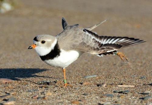 typhlonectes:Piping plovers that spend summers around the Great Lakes of North America overwinter al