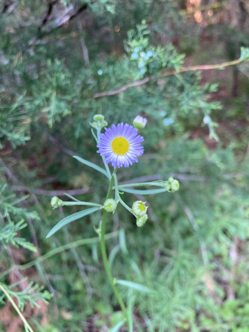 floralnetworks