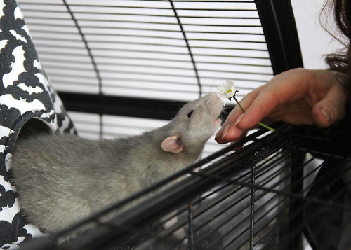 Hello spring <3 The boys got some fresh Daisies today. They loved them! <3 Healthy little snac