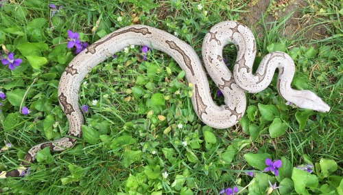 My very first holdback, coming up on two years old! Julep, 2018 Bolivian Silverback Short Tailed boa