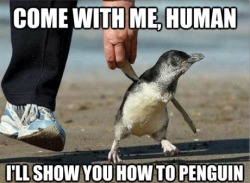 heyfunniest:  Good penguin.