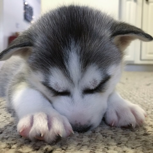 moonflaws:I love looking at Alva’s baby pictures