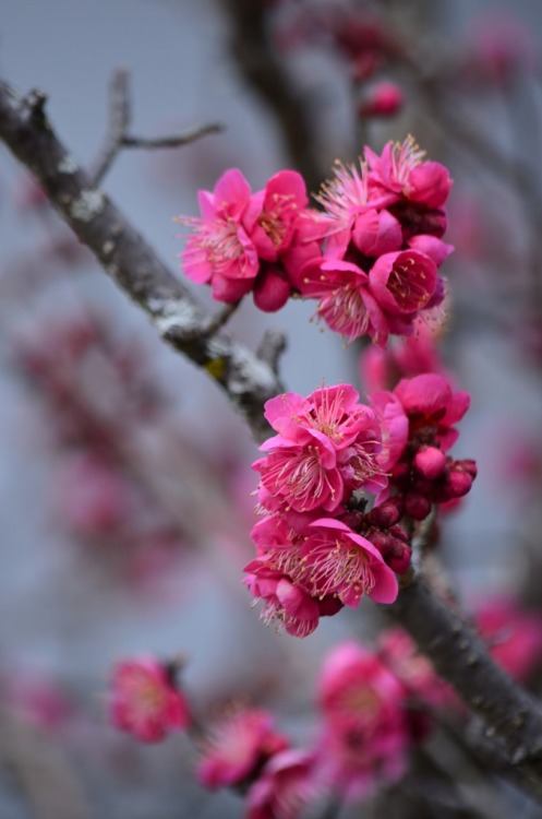 Prunus mume V. purpureaKoubai